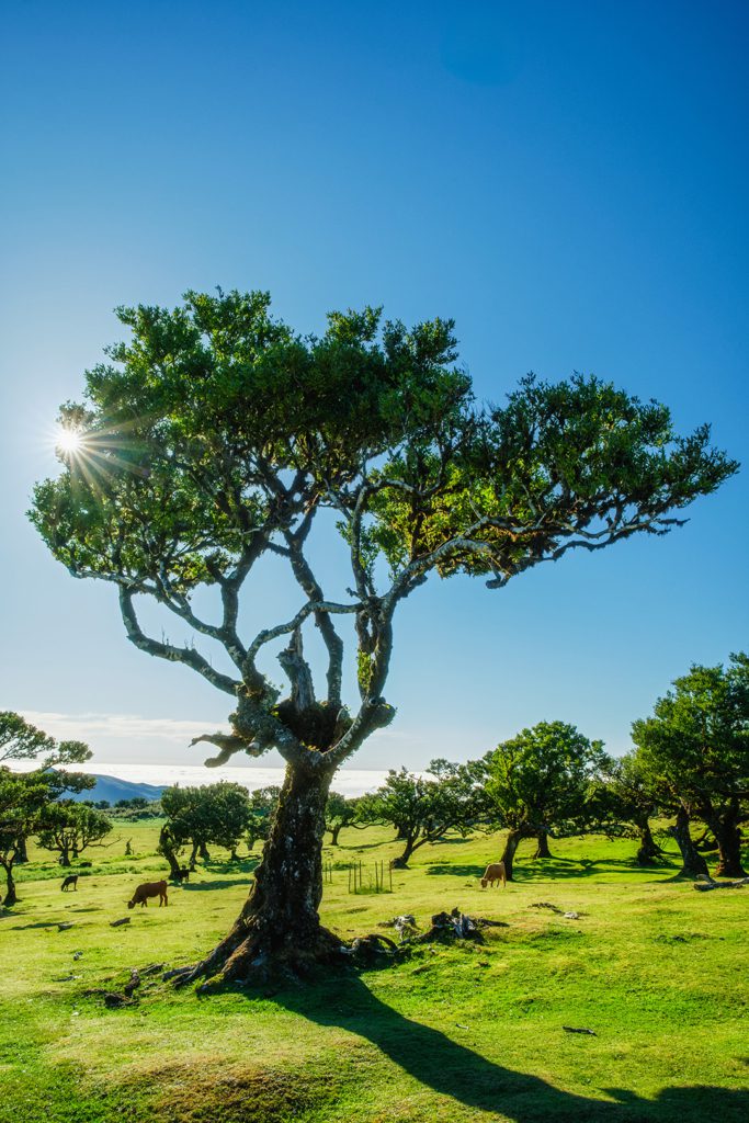 fanal forest trees on madeira island portugal 2024 10 17 17 22 18 utc Certified Tree Surveys & Tree Inventories