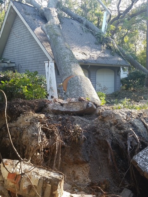 Professional certified arborist services for Florida property owners