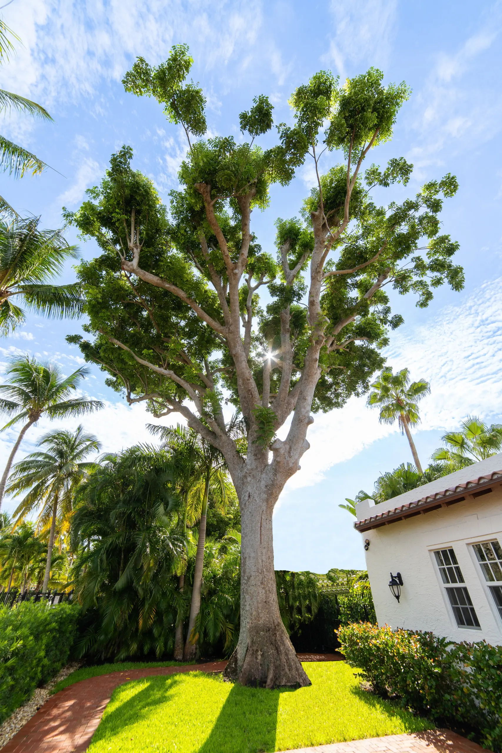 Champion Tree Designation by Arborist Consulting Solutions in South Florida