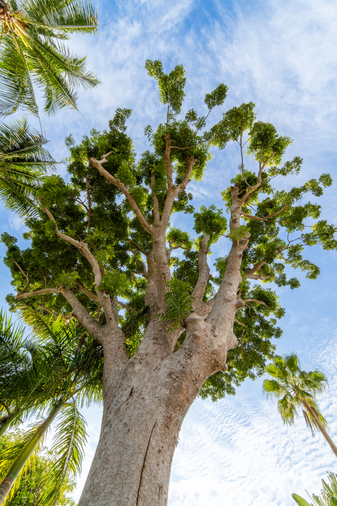 Certified Tree Surveys by Arborist Consulting Solutions in Florida