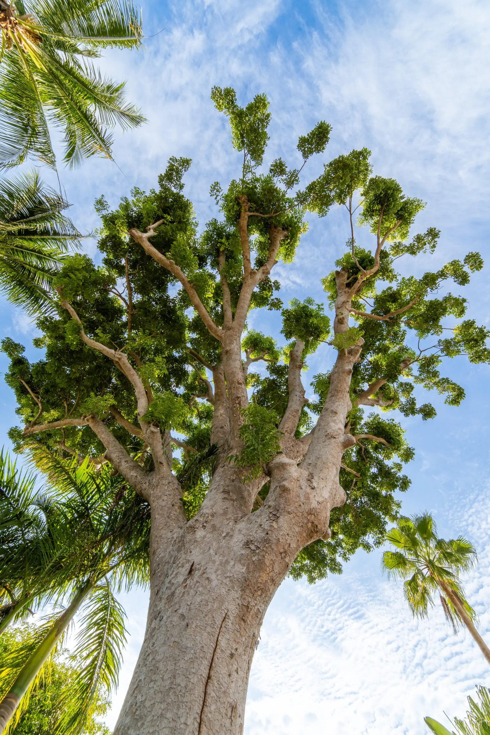 Certified Tree Surveys by Arborist Consulting Solutions in Florida