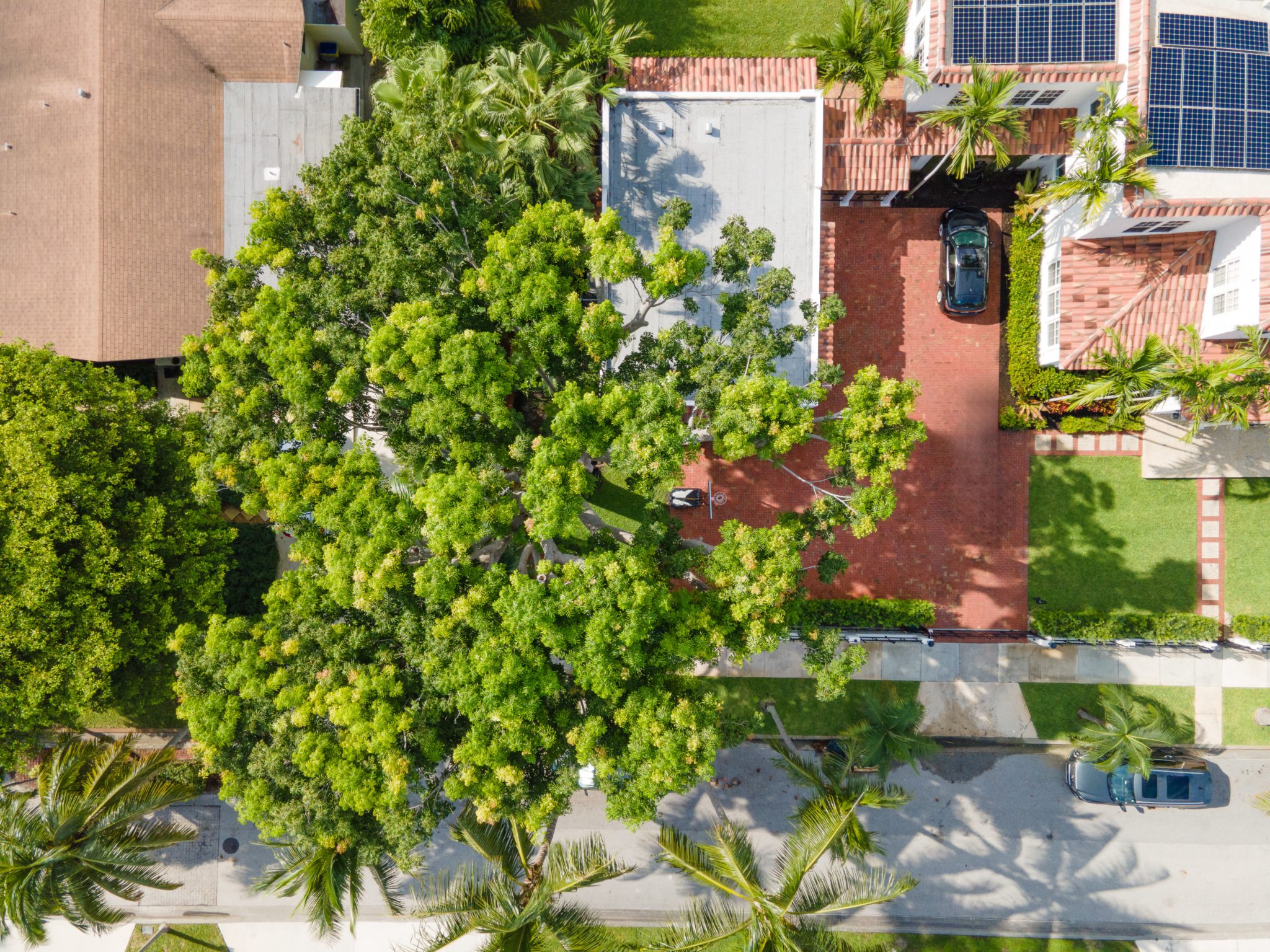 certified arborist south florida expert Ron Lamneck