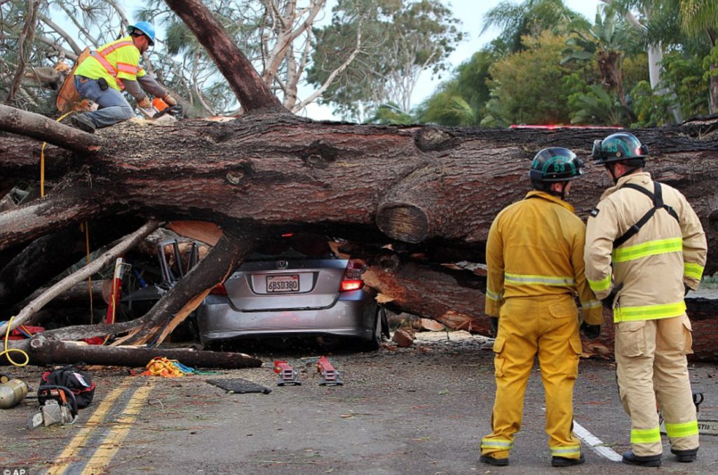 Arborist expert witness evaluating a damaged tree for a legal dispute