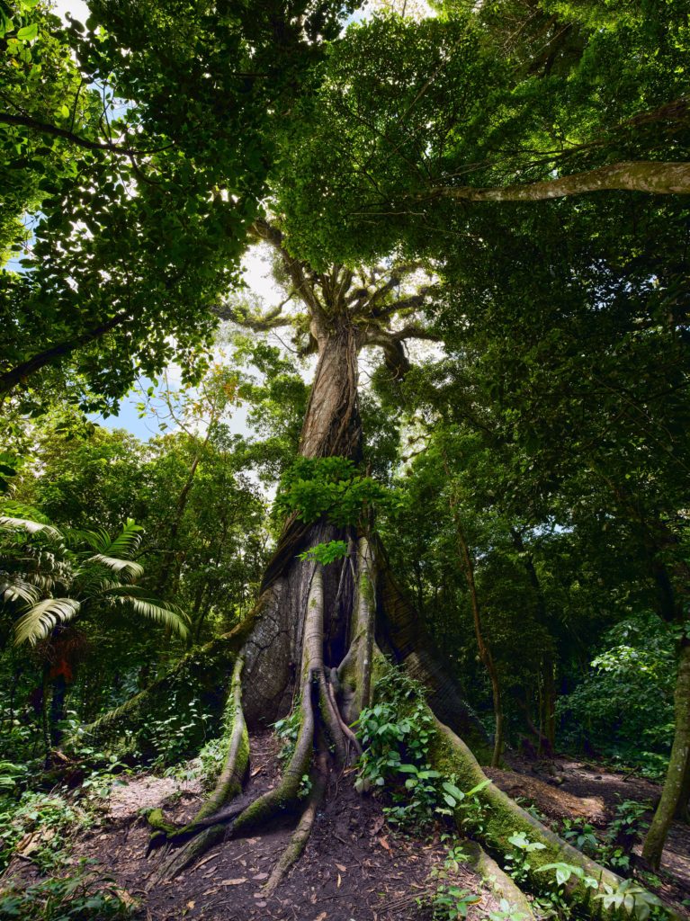 Giant mature tree with buttressed trunk