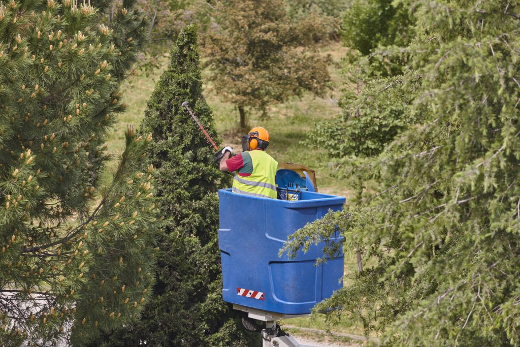 gardener pruning a cypress on a crane seasonal tr 2025 01 27 17 07 28 utc Tree Pruning Analysis Reports