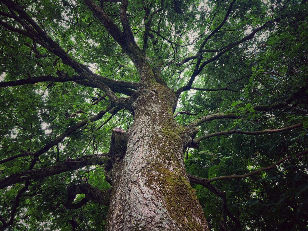 looking up at the tree 2024 12 05 09 28 07 utc Forensic Arboriculture, Expert Witness & Litigation Support Services
