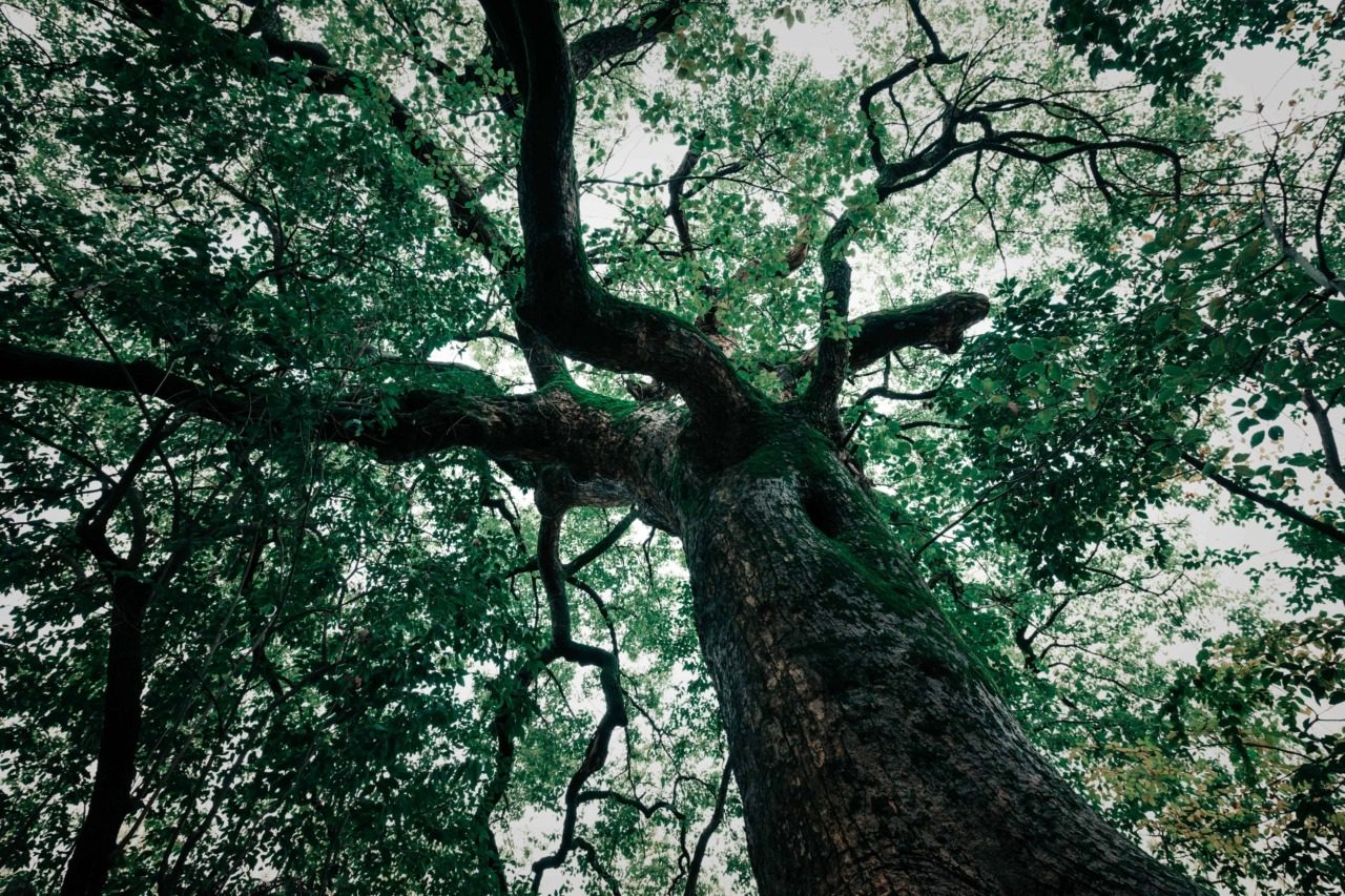 Tree Risk Assessment