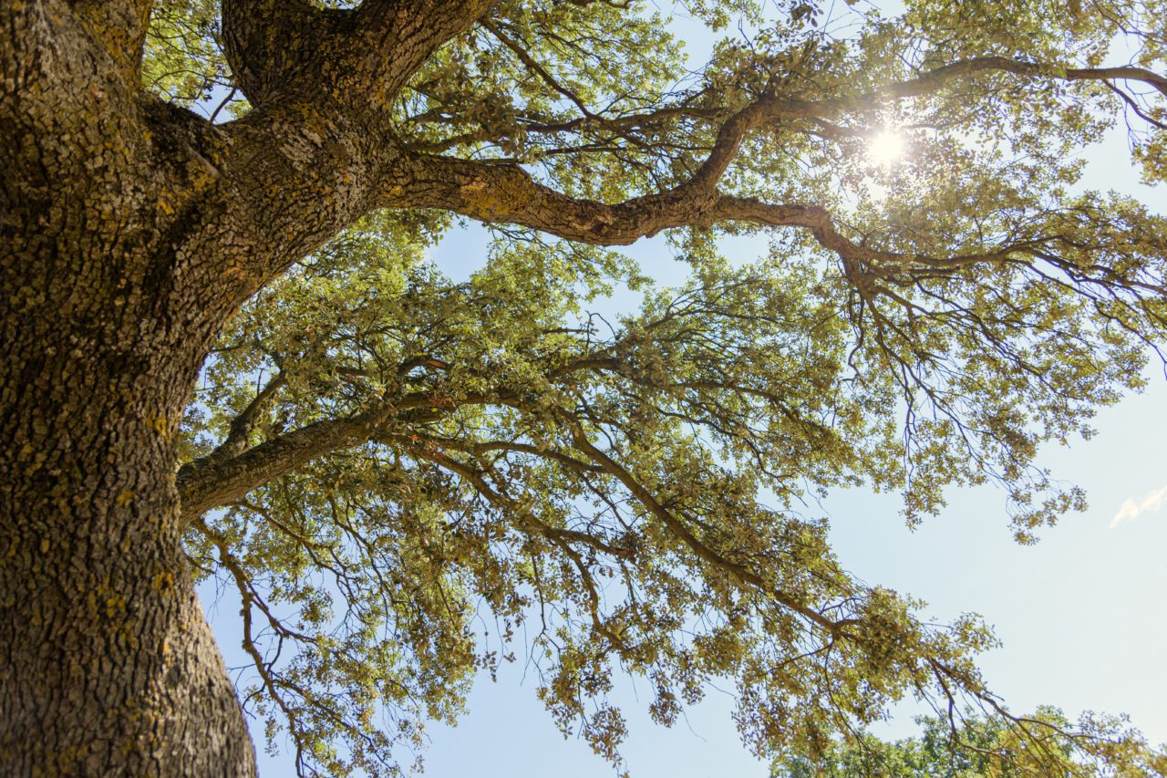 Certified arborists in South Florida performing a tree inspection