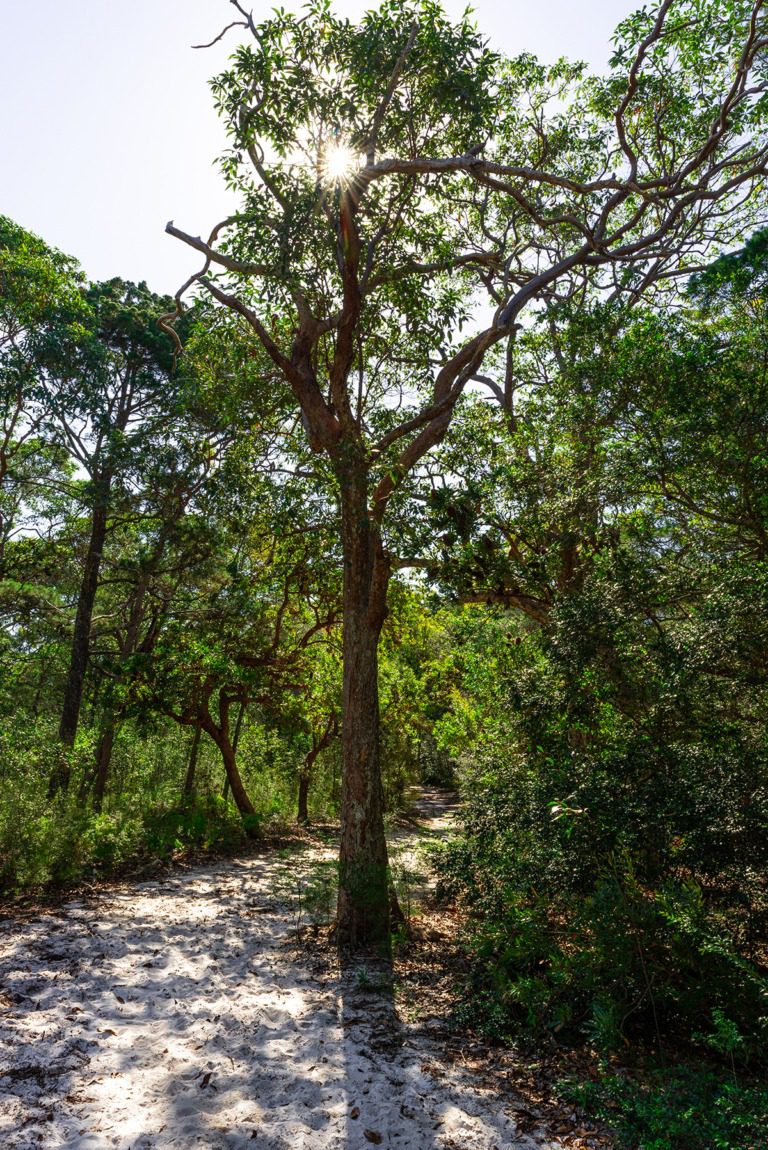 Forest trail scene during summer, showcasing lush greenery and natural sunlight filtering through the trees