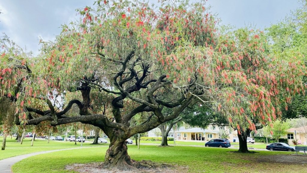 Arborist consulting in South Florida during a tree inspection