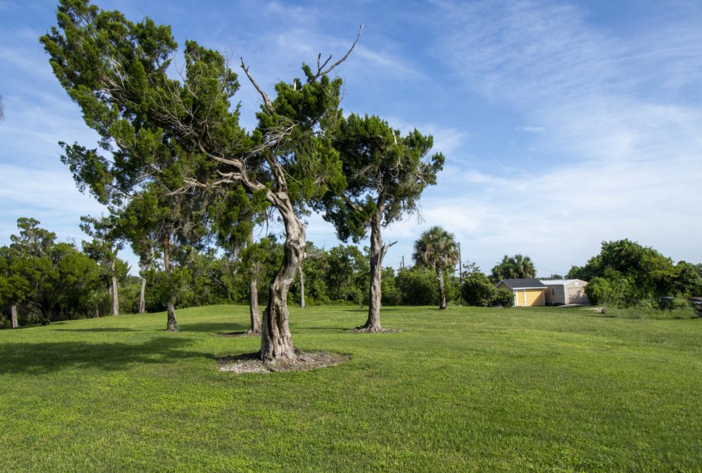 Formal Request Letter service by Arborist Consulting Solutions in Florida