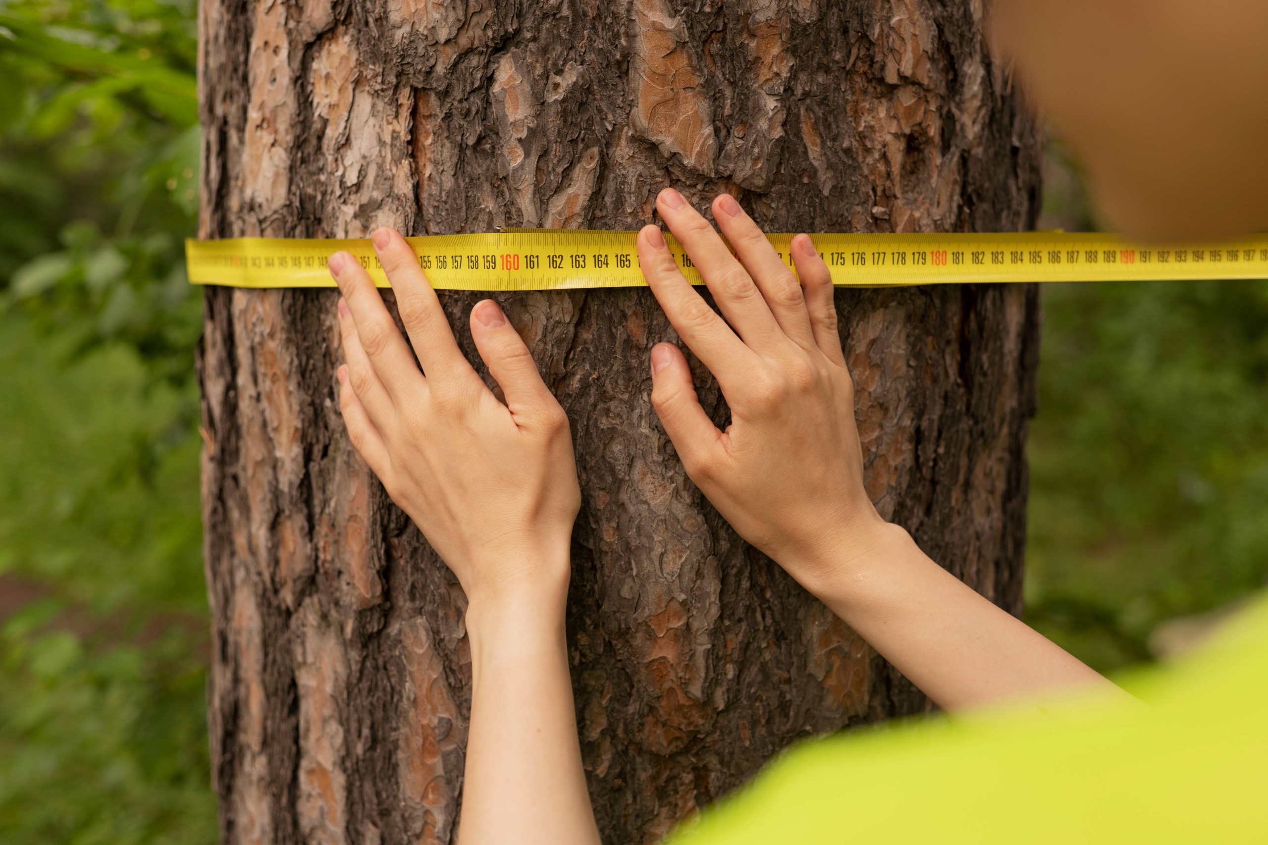 Tree Risk Assessment in South Florida: Protect Your Property Before ...