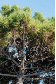 Arborist Consulting Services vs. Tree Removal: What’s the Difference? 3 Arborist Consulting Services vs. Tree Removal: What’s the Difference? image 2 Arborist Consulting Services vs. Tree Removal: What’s the Difference?