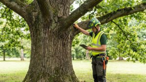 Certified arborist preparing arborist reports in Palm Beach County by inspecting mature tree health and structure