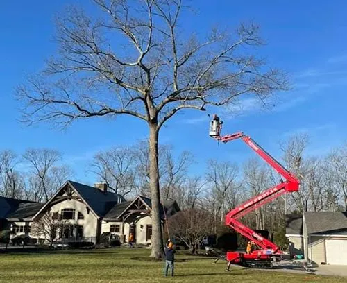 Consulting Arborists: Experts in Tree Health and Safety