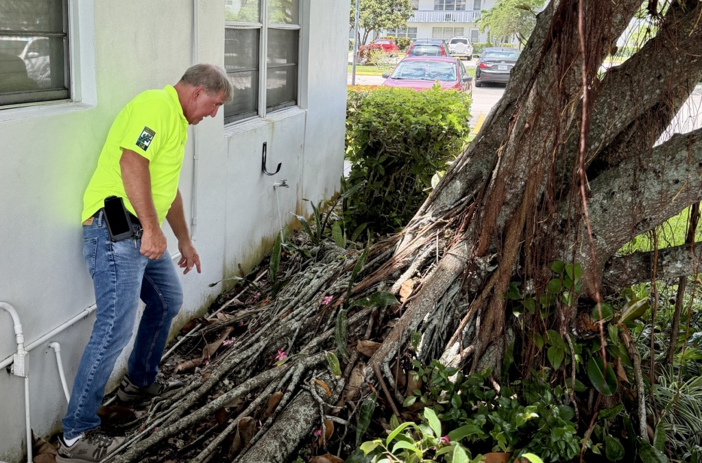 Arborist Evaluation | On-Site & Remote Consultation 11 Arborist Evaluation | On-Site & Remote Consultation Consulting arborist inspecting a tree on site in South Florida